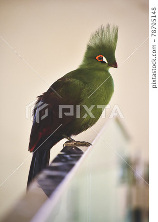 幾內亞Eboshidori 78795148