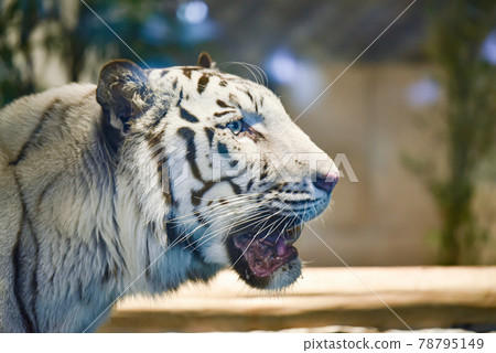 白虎起來 78795149