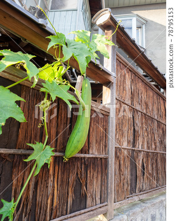 The outer wall of a private house where loofah was planted Summer scenery 78795153
