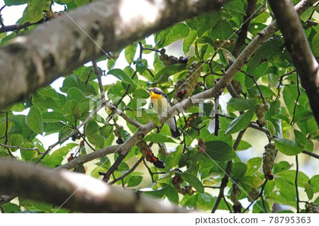 基比塔基 78795363