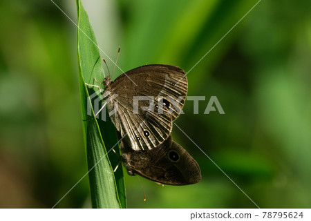 Mating of mycalesis francisca Mating of mycalesis francisca 78795624