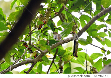 舞者的女性 舞者的女性 78796142