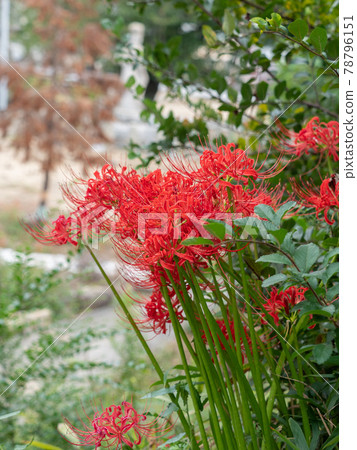 Cluster amaryllis 78796151