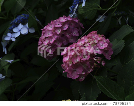Flowers, blooming in the rainy season, forehead hydrangea, dark pink, blue @ Akasaka Flowers, blooming in the rainy season, forehead hydrangea, dark pink, blue @ Akasaka 78796184