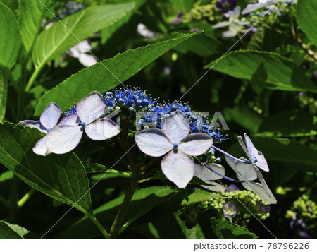 Flowers, blooming in the rainy season, forehead hydrangea, dark blue, colored white @ Akasaka Park, Sakai City, Osaka Prefecture Flowers, blooming in the rainy season, forehead hydrangea, dark blue, colored white @ Akasaka Park, Sakai City, Osaka Prefecture 78796226