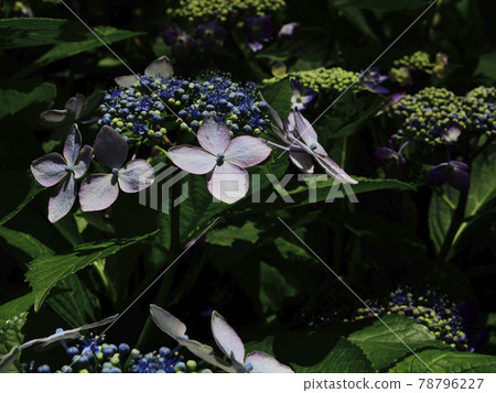Flowers, blooming in the rainy season, hydrangea, dark blue, colored white @ Akasaka Park, Sakai City, Osaka Prefecture 78796227