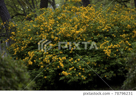 The yellow flowers of Japanese kerria (Yamabuki, Japanese kerria) are in bloom. The scientific name is Kerria japonica. The yellow flowers of Japanese kerria (Yamabuki, Japanese kerria) are in bloom. The scientific name is Kerria japonica. 78796231