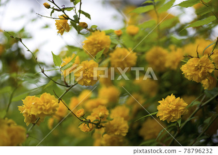 日本菊（Yamabuki，Japanese kerria）的黃色花朵盛開。學名是Kerria japonica。 78796232
