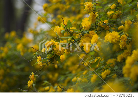 日本菊(Yamabuki,Japanese kerria)的黃色花朵盛開。學名是Kerria japonica。 日本菊(Yamabuki,Japanese kerria)的黃色花朵盛開。學名是Kerria japonica。 78796233