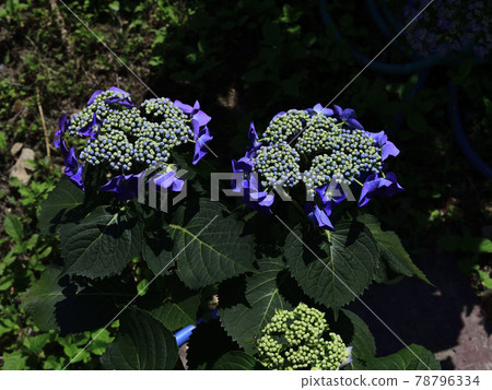 Flowers, beautifully bloomed in the rainy season, forehead hydrangea, dark blue @ Akasaka 78796334