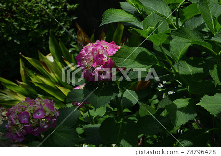 Flowers, blooming in the rainy season, hydrangea, red @ home garden, Sakai city Flowers, blooming in the rainy season, hydrangea, red @ home garden, Sakai city 78796428