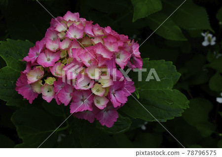 花,雨季盛開,繡球花,紅@家花園,堺市 花,雨季盛開,繡球花,紅@家花園,堺市 78796575