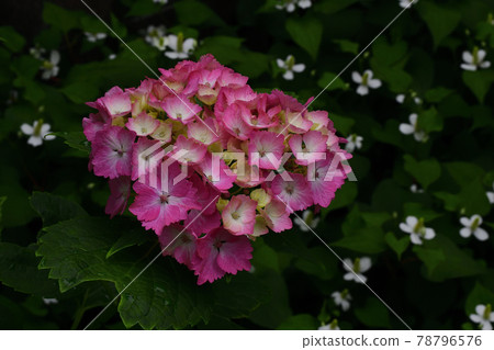 花,雨季盛開,繡球花,紅@家花園,堺市 花,雨季盛開,繡球花,紅@家花園,堺市 78796576