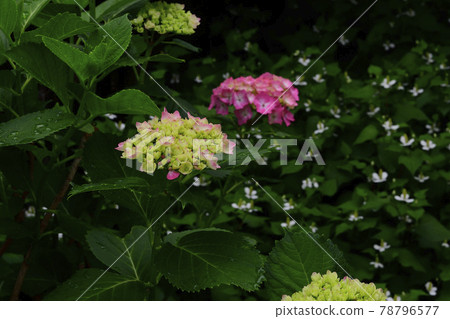 花,雨季盛開,繡球花,紅@家花園,堺市 花,雨季盛開,繡球花,紅@家花園,堺市 78796577