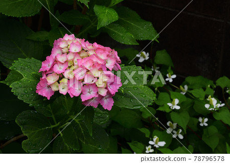 花,雨季盛開,繡球花,紅@家花園,堺市 花,雨季盛開,繡球花,紅@家花園,堺市 78796578