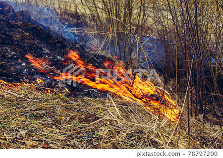 Fallen dry grass is dangerous to the lives of small animals and insects, as well as harm to human health 78797200