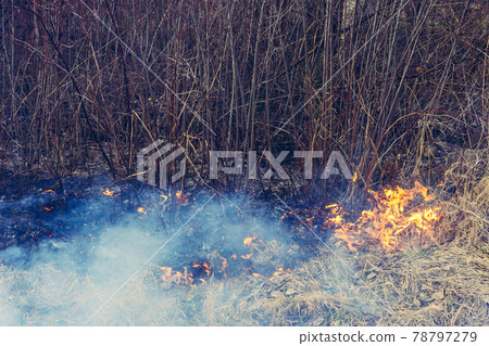 Fungal grass and smoke that spreads through the earth are very dangerous to human health Fungal grass and smoke that spreads through the earth are very dangerous to human health 78797279