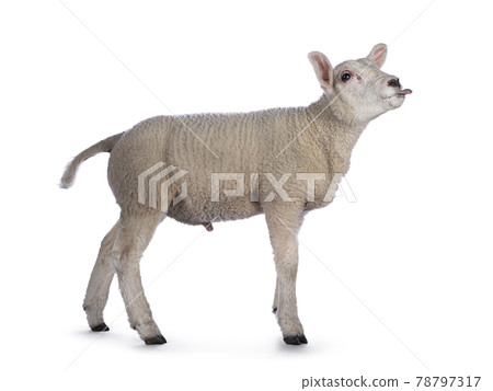 Texelsheep lamb on white background Texelsheep lamb on white background 78797317