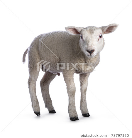 Texelsheep lamb on white background Texelsheep lamb on white background 78797320