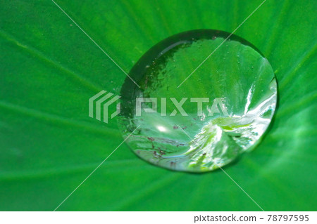Lotus leaf and polka dots Lotus leaf and polka dots 78797595
