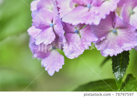 Hydrangea flowers after the rain Hydrangea flowers after the rain 78797597