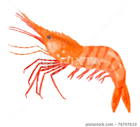 Illustration of fluffy cute fish_Botan shrimp 78797610