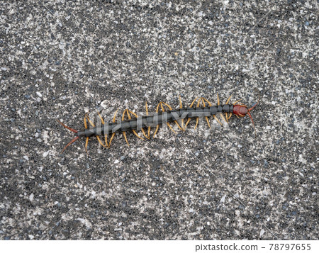 Centipede on the road Centipede on the road 78797655