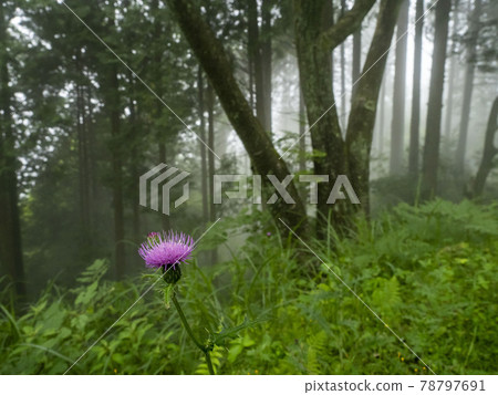 Cirsium japonicum flowers blooming in a foggy forest Cirsium japonicum flowers blooming in a foggy forest 78797691