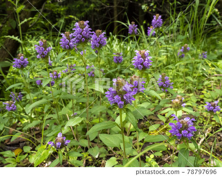 鹿尾莊花 78797696