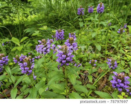 鹿尾莊花 78797697