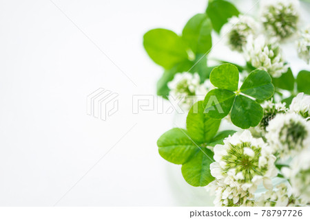 Four-leaf clover white background material 78797726