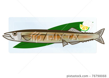 Illustration of grilled saury with salt Illustration of grilled saury with salt 78798088