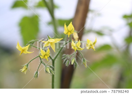 黃色,櫻桃番茄花 黃色,櫻桃番茄花 78798240