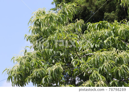 Chestnut flowers that bloom in early summer Chestnut flowers that bloom in early summer 78798289