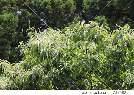 初夏盛開的栗花 初夏盛開的栗花 78798294