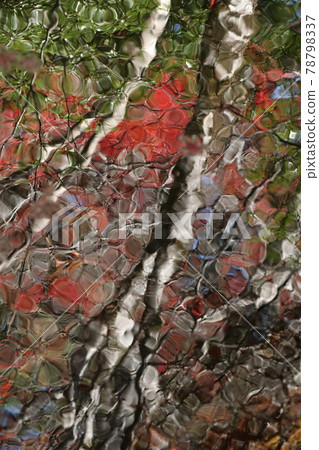 Autumn leaves reflected on the water Autumn leaves reflected on the water 78798337