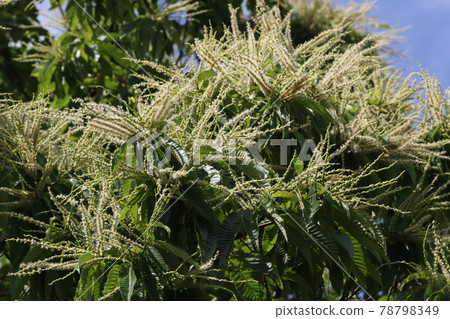 Chestnut flowers that bloom in early summer Chestnut flowers that bloom in early summer 78798349