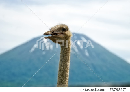 Ostrich ③ 78798371