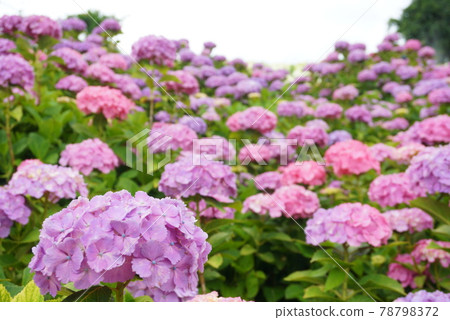 Many pink hydrangeas 78798372