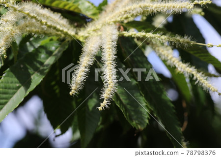 初夏盛開的栗花 78798376