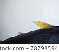Second dorsal fin of Kijime 78798594