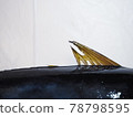 Dorsal fin of Kijime 78798595