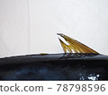 Dorsal fin of Kijime 78798596