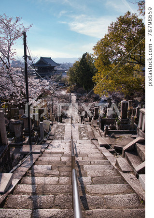 Konkai Komyoji Temple and Sakura 2021 Spring 78798659