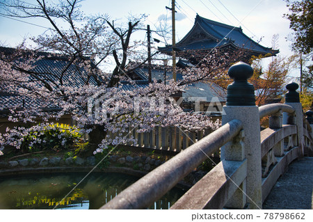 Konkai Komyoji Temple and Sakura 2021 Spring Konkai Komyoji Temple and Sakura 2021 Spring 78798662