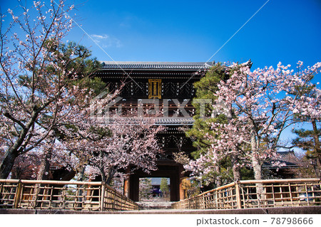 Konkai Komyoji Temple and Sakura 2021 Spring 78798666