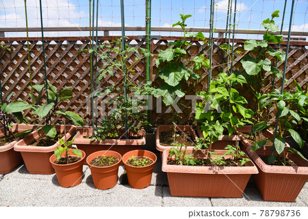 Home garden on the roof balcony Various vegetables are cultivated in a planter 78798736