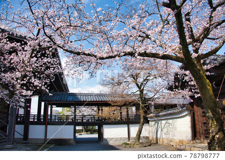 Spring 2021 at Myokenji Temple in Kyoto 78798777