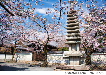 Spring 2021 at Myokenji Temple in Kyoto Spring 2021 at Myokenji Temple in Kyoto 78798778
