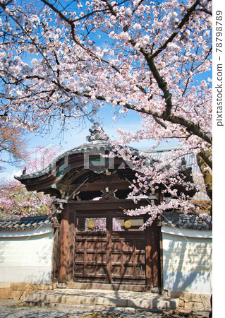 京都妙見寺 2021 年春季 京都妙見寺 2021 年春季 78798789